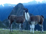Imágenes de guanacos en Machu Picchu
Machu Picchu