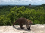 Coatí de nariz blanca
Tikal