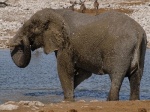 Parque Nacional Etosha,
Elefante