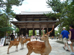 Nara
Nara Japon