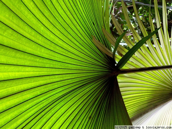 Kew Gardens, Londres
Plantas del invernadero tropical Palm House, en Royal Botanical Gardens, Kew.
