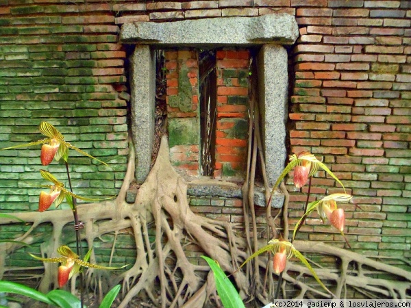 Tainan: Ventana de la Casa-Arbol de Anping
Los árboles banianos envuelven la 
