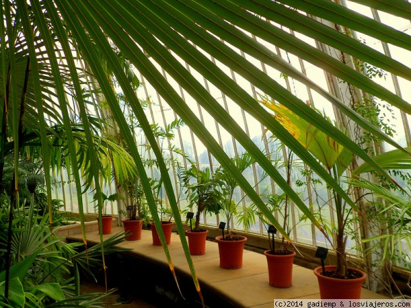 Kew Gardens: Palm House
Palm House en Royal Botanical Gardens, Kew
