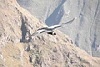 CONDOR