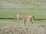 GUANACOS CHILENOS