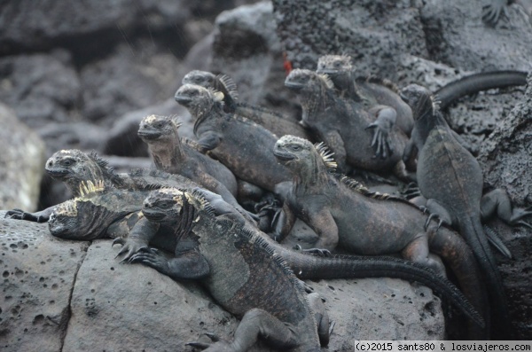 Iguana marina de galápagos
Otra foto de estos animales, era un placer sentarse y observarlos.
