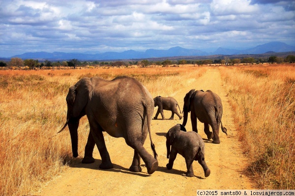 Elefantes en Mikumi
Familia de elefantes en el parque nacional del sur. Buena opción y más barata que los parques del norte.
