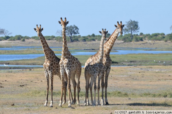 Jirafas en Chobe N.P.
En Chobe se pueden avistar muchos animales pero, además, tiene paisajes increíbles.
