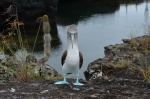 Blue-footed booby , Galapagos Islands