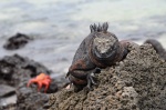 Iguana marina de Galápagos y cangrejo de fondo.