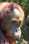 Orangután en Borneo