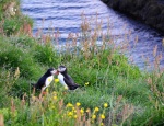 Pareja de frailecillos en Seyðisfjörður