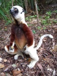 Coquerel's sifaka