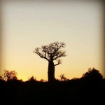 Baobab en el sur de Madagascar.