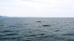 Tadoussac (Canadá)
Tadoussac, Canadá, ballenas