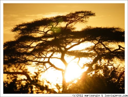 Ocultándose tras la acacia.
Típica puesta de sol africana en Amboseli.
