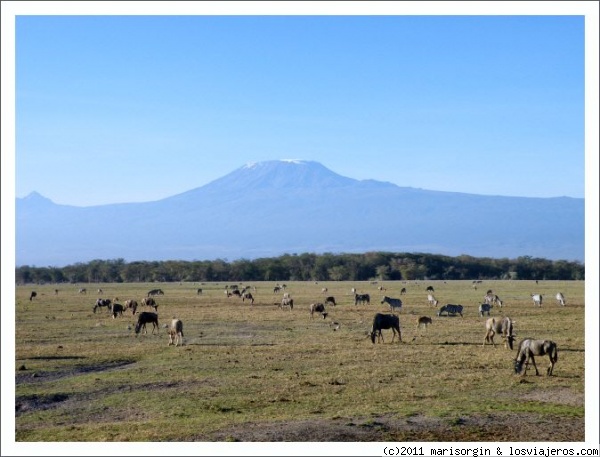 A la sombra del Kilimanjaro.
Manadas pastando tranquilamente al cobijo del gran Kili.
