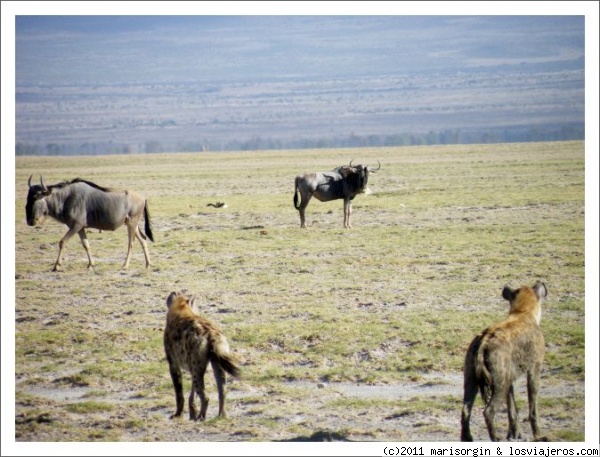 Alerta total.
Un grupo de hienas amenaza la tranquilidad de los ñus en Amboseli.
