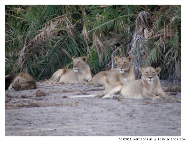 Descansando tras el festín.
Una manada de leones descansa a la sombra tras cazar y devorar una cebra.
