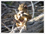 Comiéndose las uñas.
Amboseli babuino