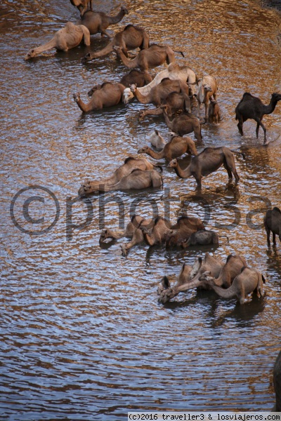 Camellos en el Guelta de ARchei
Camellos en el uelta de Archei
