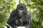 Gorilla
Gorilla, Gorila, Uganda