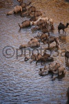 Camellos en el Guelta de ARchei
Camellos, Guelta, ARchei, Archei, uelta