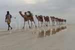 Caravana de camellos en el Lago Assal ( Danakil Etiopia)