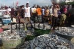 vendedores de pescado en el puerto de Elmina