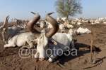 Mundari Cattle camp close to the river Nile.