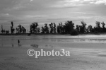 Solitario
Solitario, Persona, Isla, Conchas, solitaria, senegal