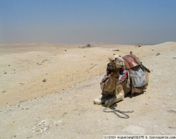 ¿Quién es el dromedario más bello de todos?
Dromedario posando para las cámaras en el yacimiento de Saqqara
