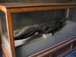 Mummified Crocodile