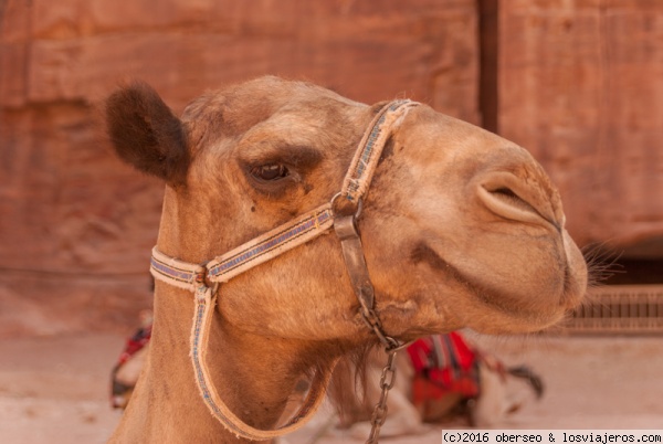 Una sonrisa, por favor
Camello jordano chupando cámara :)
