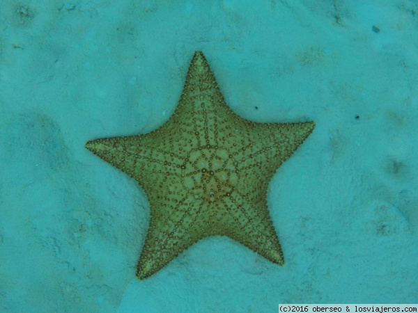 Estrella de Mar
Estrella de mar en el Arrecife Cielo  (Cozumel)
