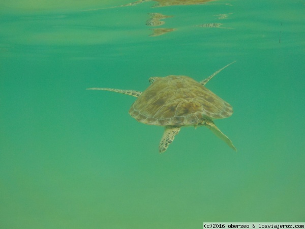 Tortuga a la fuga
Tortuga en la playa de Akumal
