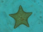 Estrella de Mar