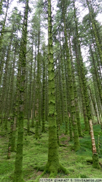 bosque
Bosque
