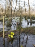 Brownsea Island