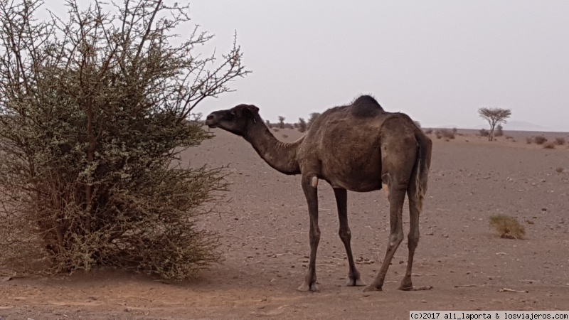 Viernes 22 de septiembre - Desierto de Zagora - Ramlia - Desierto de Merzouga - Marruecos durante 13 días, con la agencia -Viajes Marruecos 4x4- (Sept. 2017) (3)