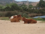 Vacas en la playa