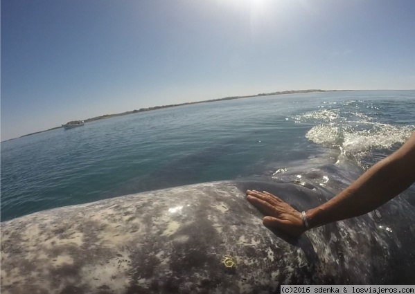 Ballena gris en California Sur
Acariciando a una ballena en la laguna Adolfo López Mateos
