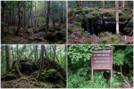 Paseo por Aokigahara
Paseo, Aokigahara