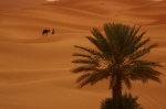 Erg Chebbi (Merzouga)
Dunas y desierto