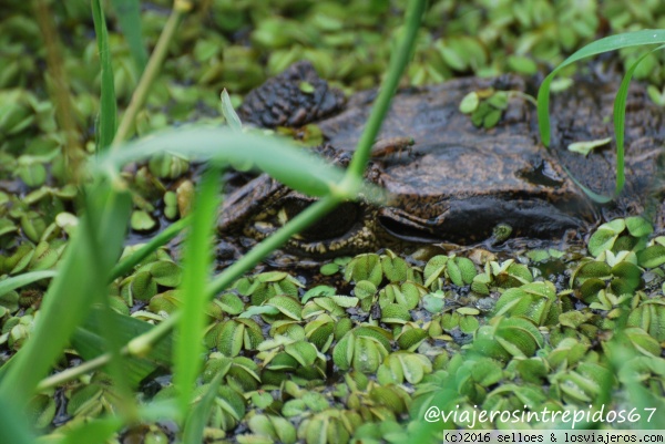 Ojo de caiman
En el Parque Nacional de Tortuguero, encuentras una diversidad de fauna salvaje increible
