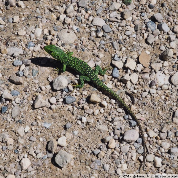 Lagarto ocelado
Cría de lagarto ocelado
