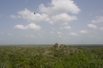 Zopilote en Calakmul