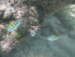 Snorkel en Xel-ha