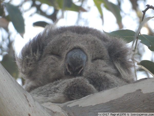 Koala
Koala risueño visto en el área de Kennett River, Great Ocean Road
