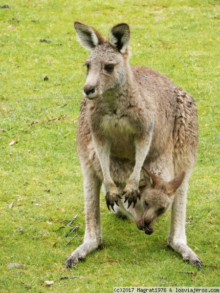 Canguros
Mami y su cría en The Grampians, Australia
